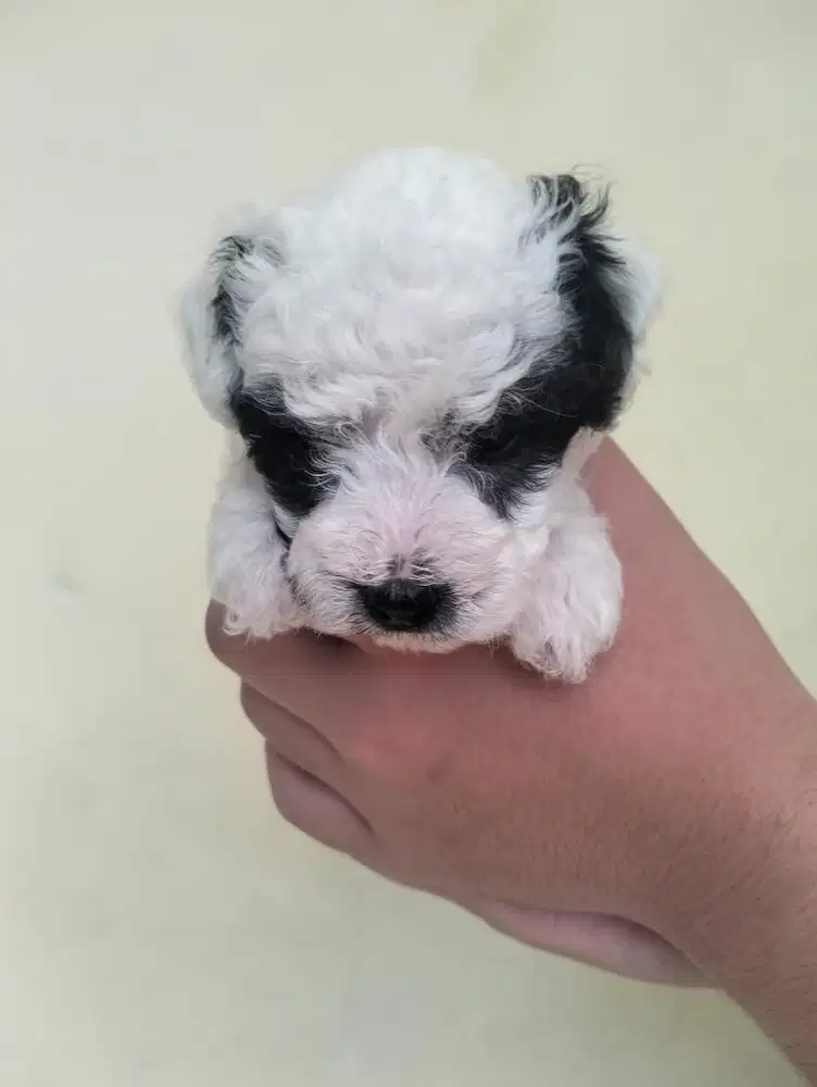 Anjing / puppies party toy poodle