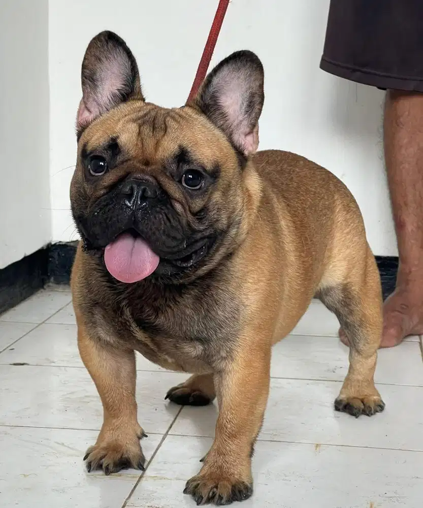 Anjing french bulldog jantan keren