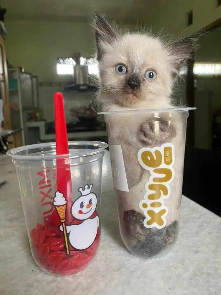 Kucing Himalayan Mix Persian