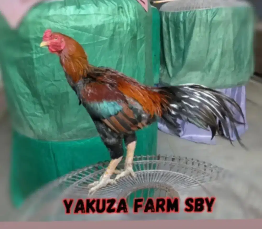 Ayam Pakhoy Import & Anakan F1 Juara
