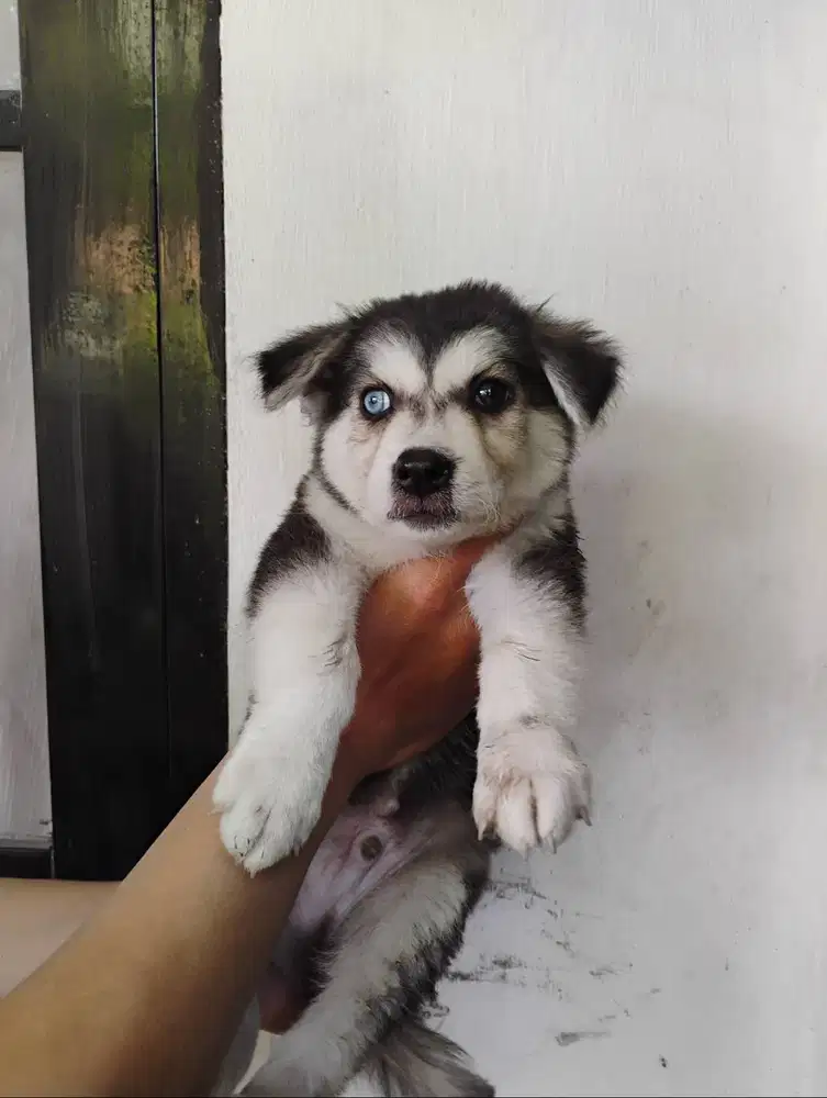 Puppies husky jantan betina