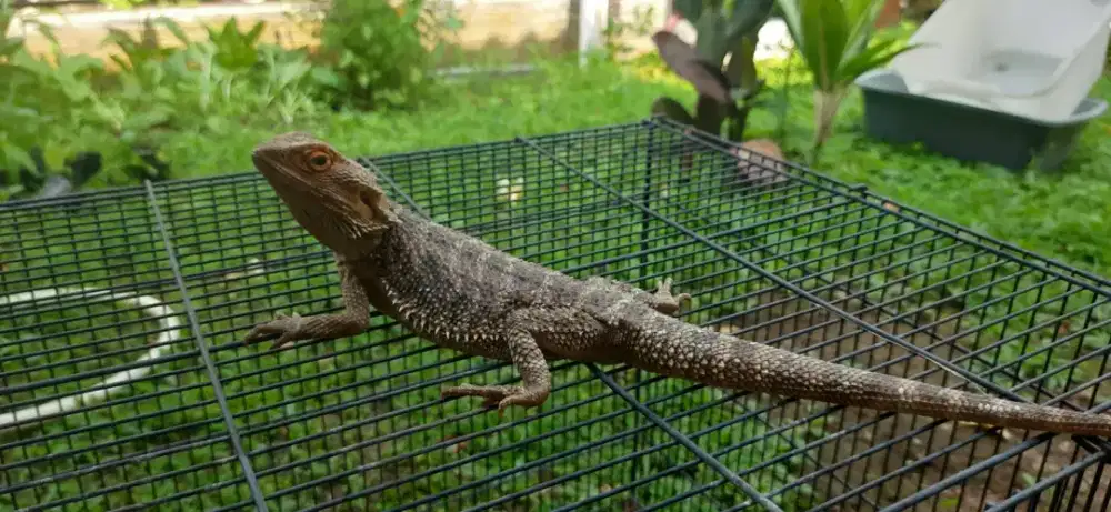 Bearded dragon BD red het trans female
