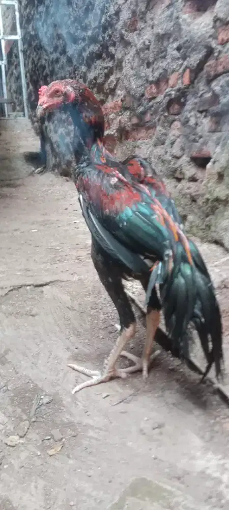Jual cepat ayam bangkok brakout koygoun jangaran