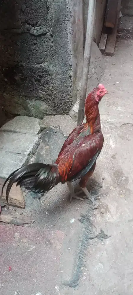 Jual cepat ayam bangkok brakout  koyngoun