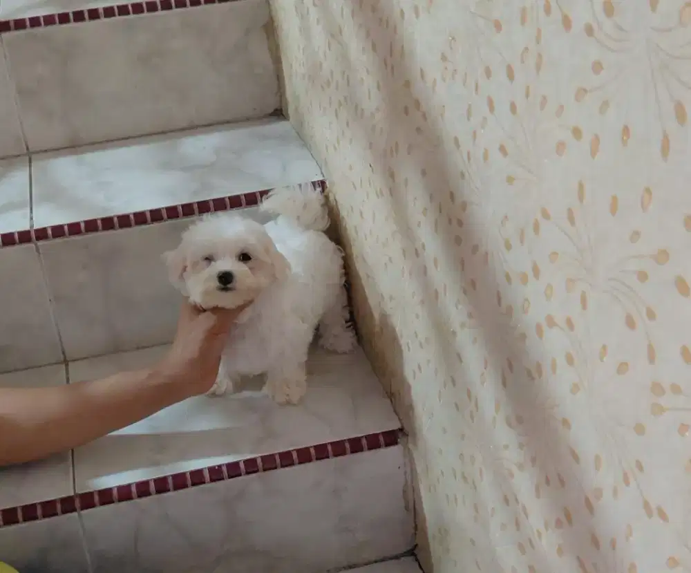 Maltese puppies betina dan jantan