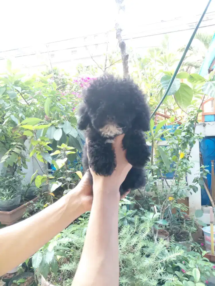 Black toy poodle jantan puppy, stb, vaksin