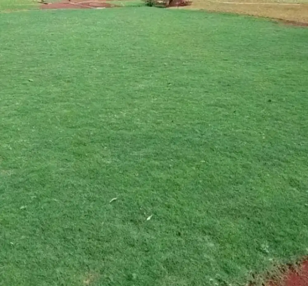 Jual rumput suwis dan rumput jepang