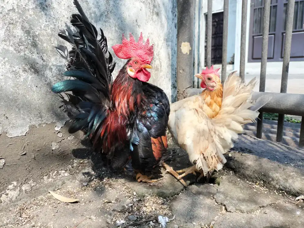 Ayam Kate Serama Sepasang