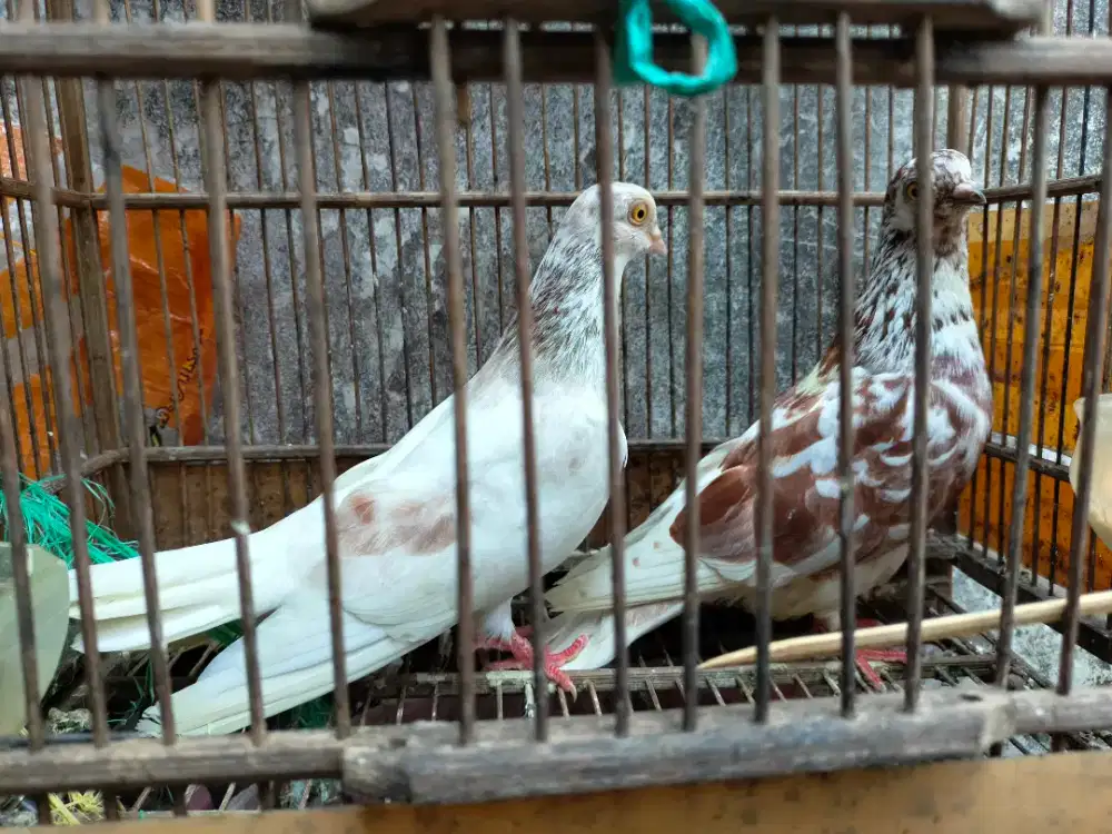 Jual Merpati Hias Vina