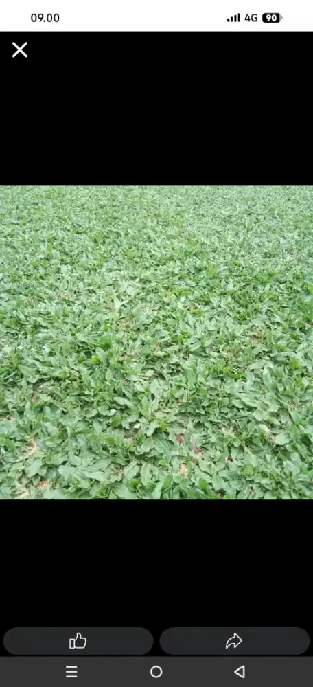 Jual rumput gajah mini dan rumput jepang