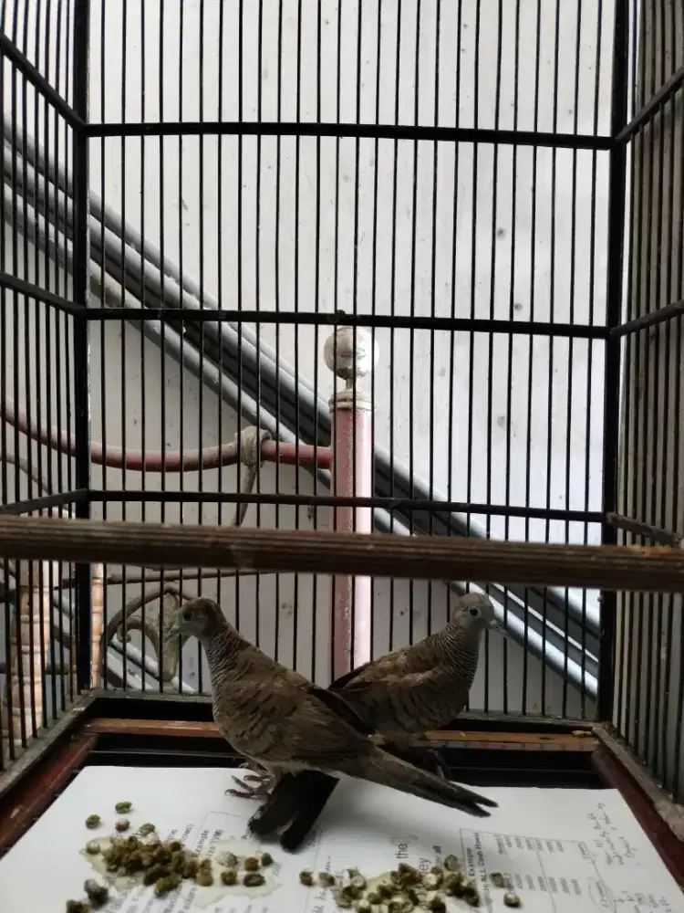 Jual Burung Titiran Sepasang