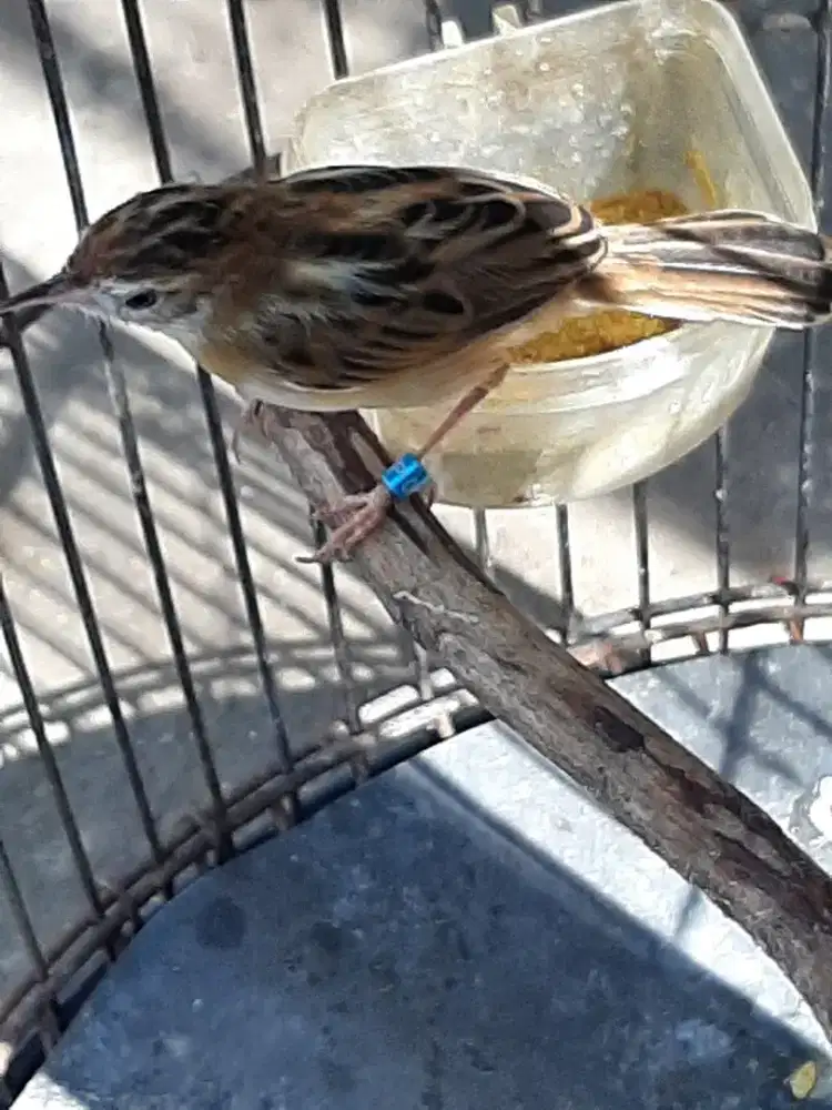 Burung cici padi paud