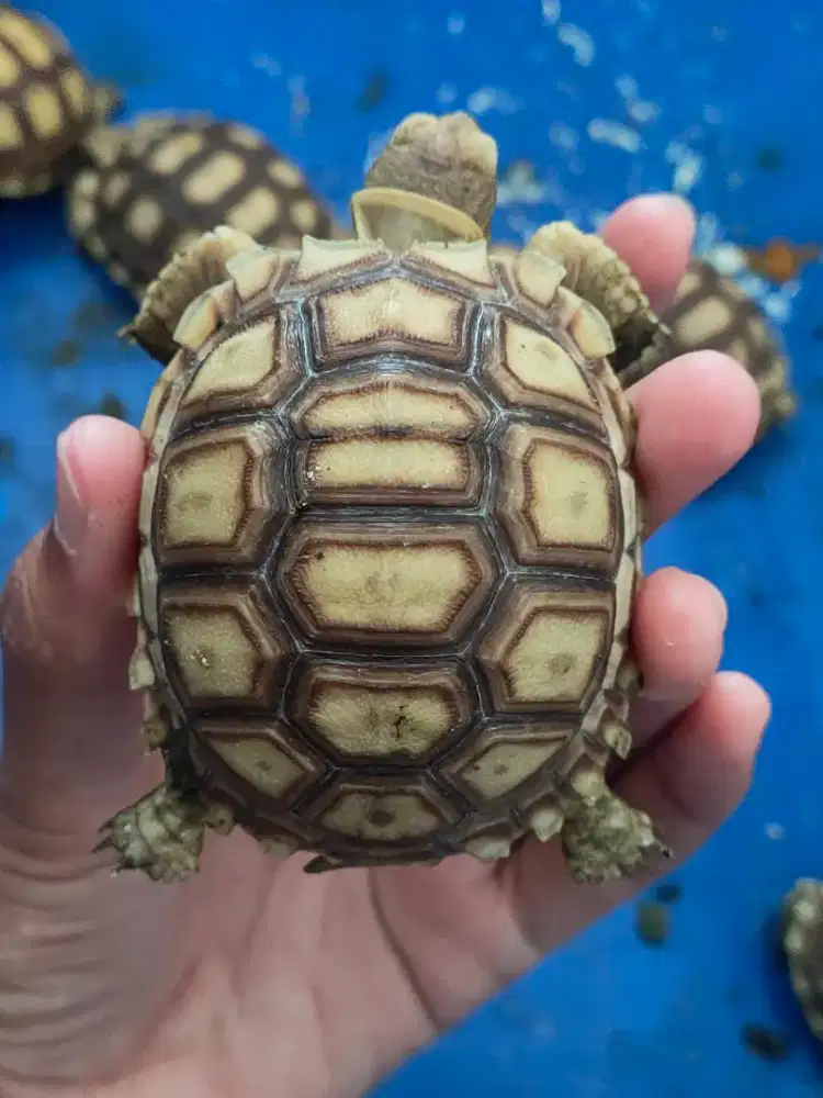 sulcata unik, 6,5cm makan rakus