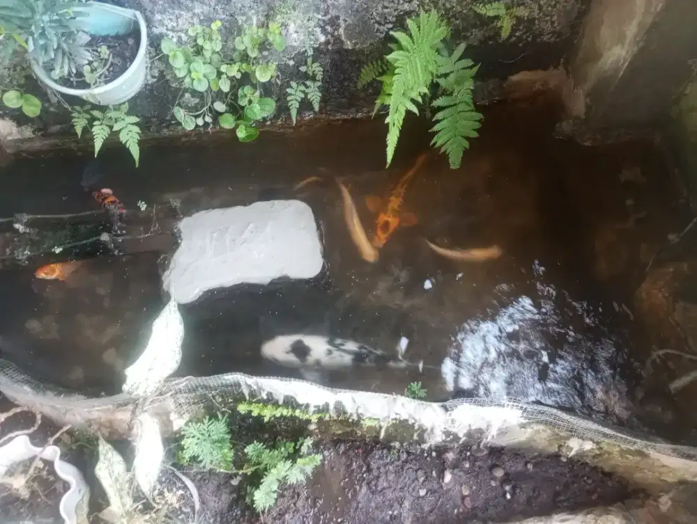 Khusus pecinta ikan hias