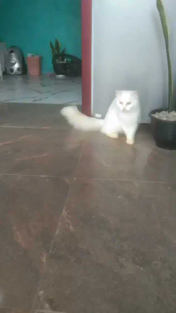 Indukan betina no minus