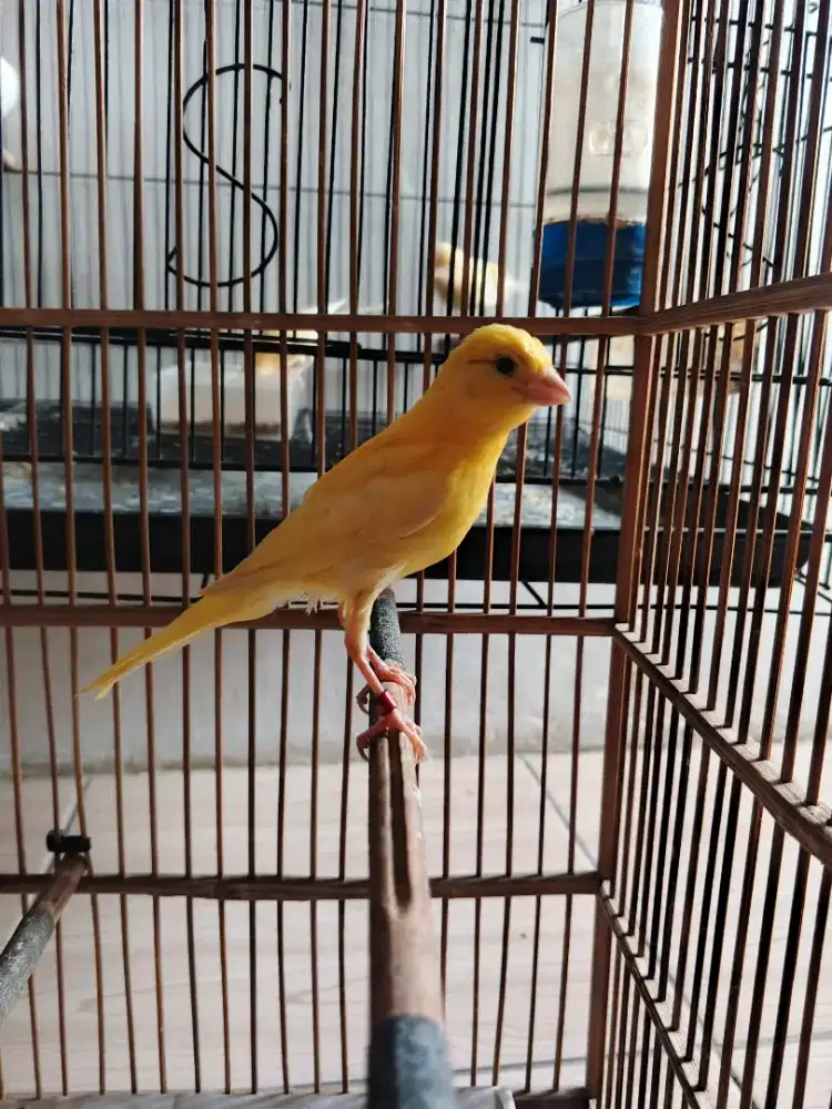 Burung kenari faud