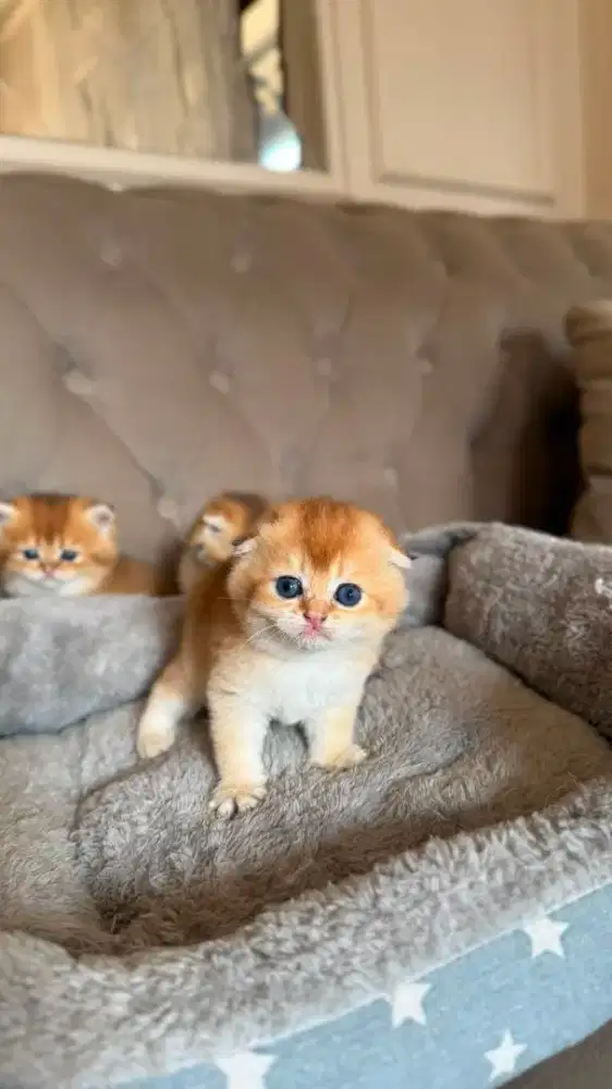 scottish fold betina kitten golden anak import