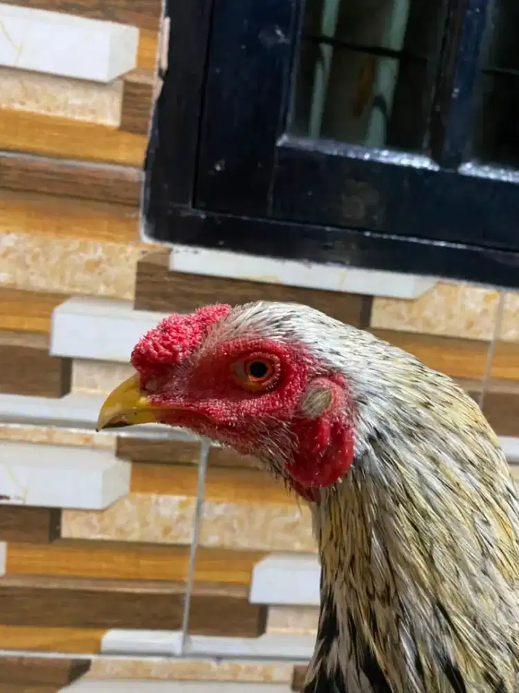 Ayam muda ny sh elidd