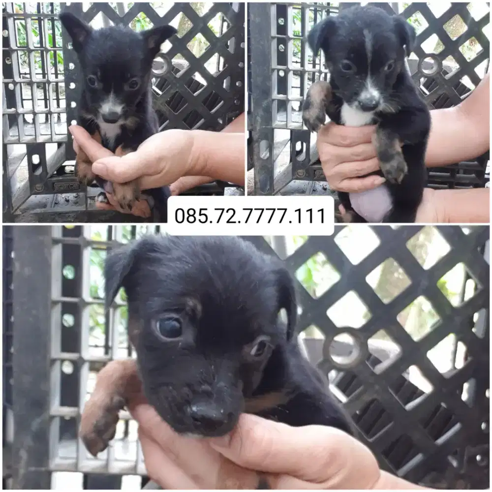 Open Adopt!! Ganti uang makan saja (minat serius wa no di foto)