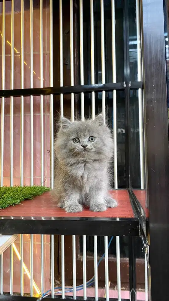 kitten abu solid dan hima munchkin ns
