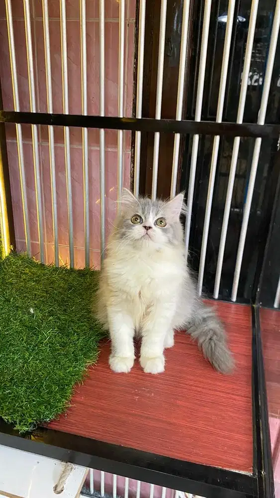 kitten abu putih cantik