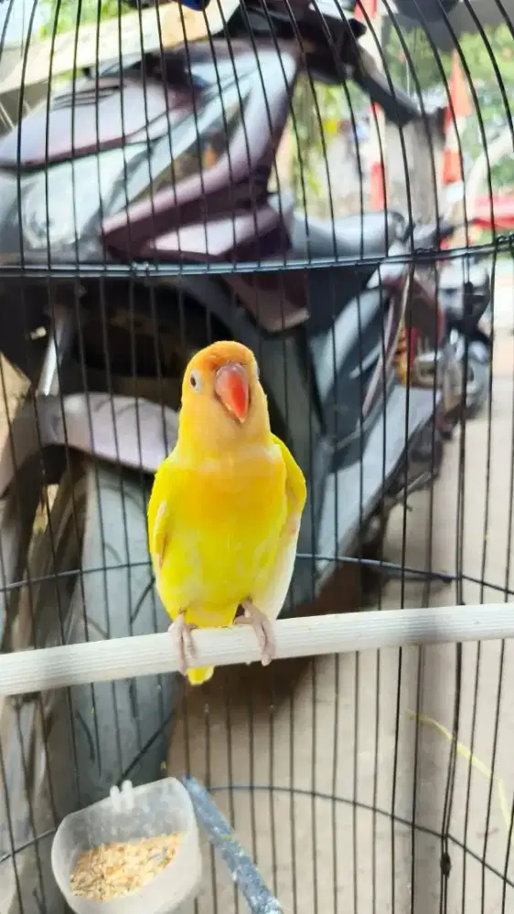 Lovebird cremino rm/mh