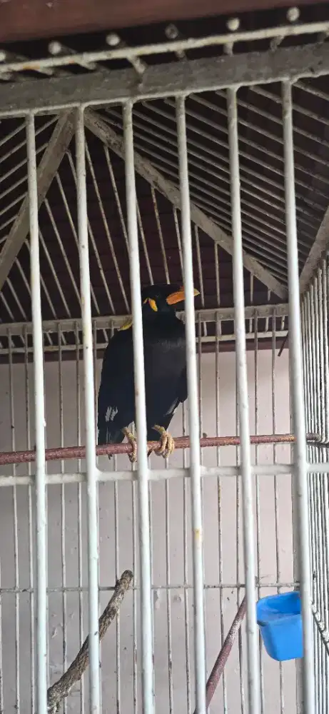 Sudah pinter ngomong