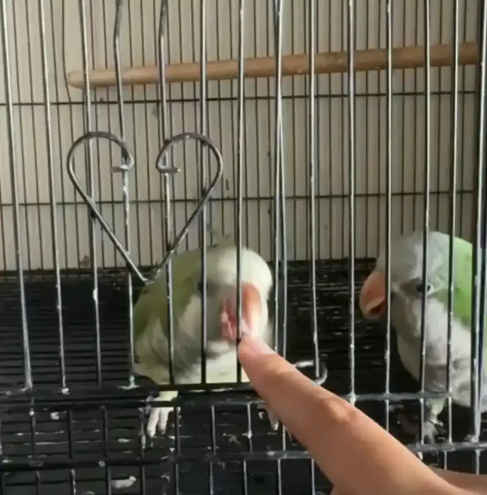 Burung Monk Parakeet Sepasang Jinak sudah Talking