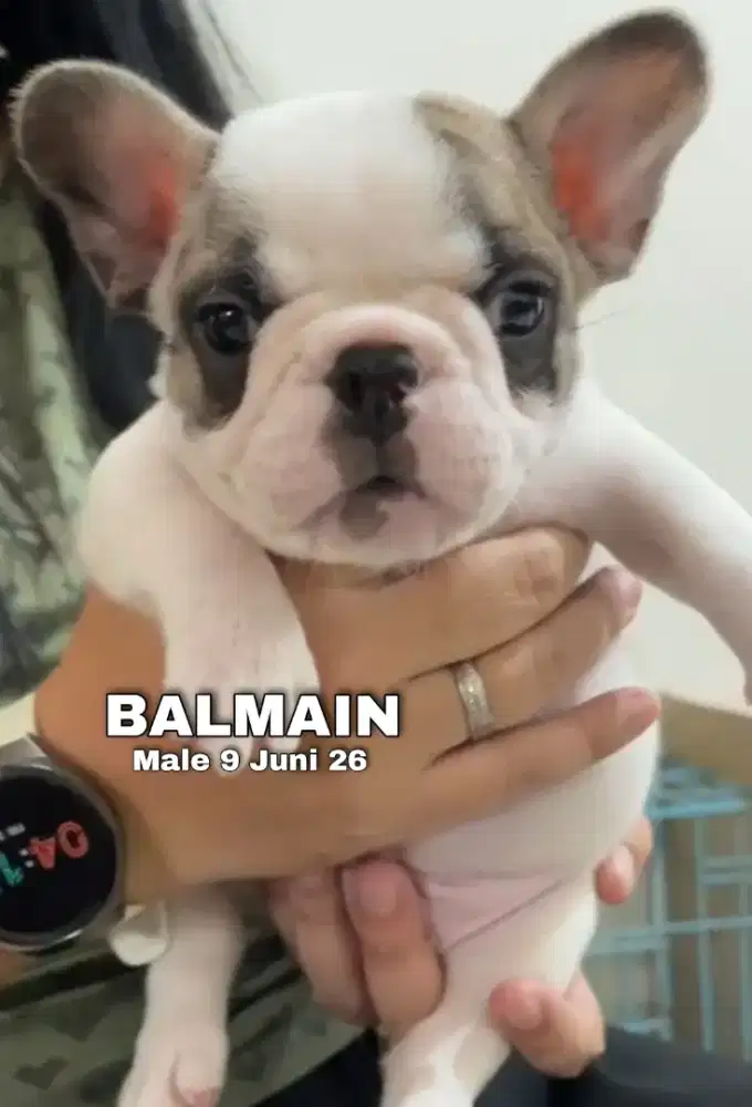 French bulldog pied coklat jantan •BALMAIN•