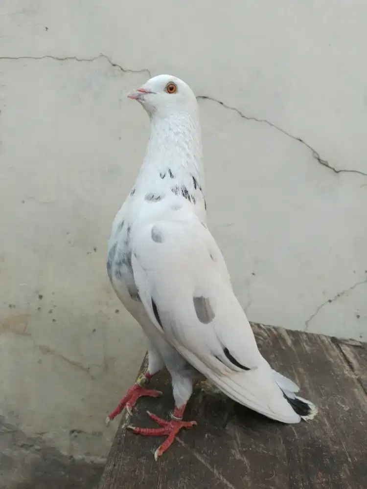 Burung dara merpati tinggian mumbul sepasang