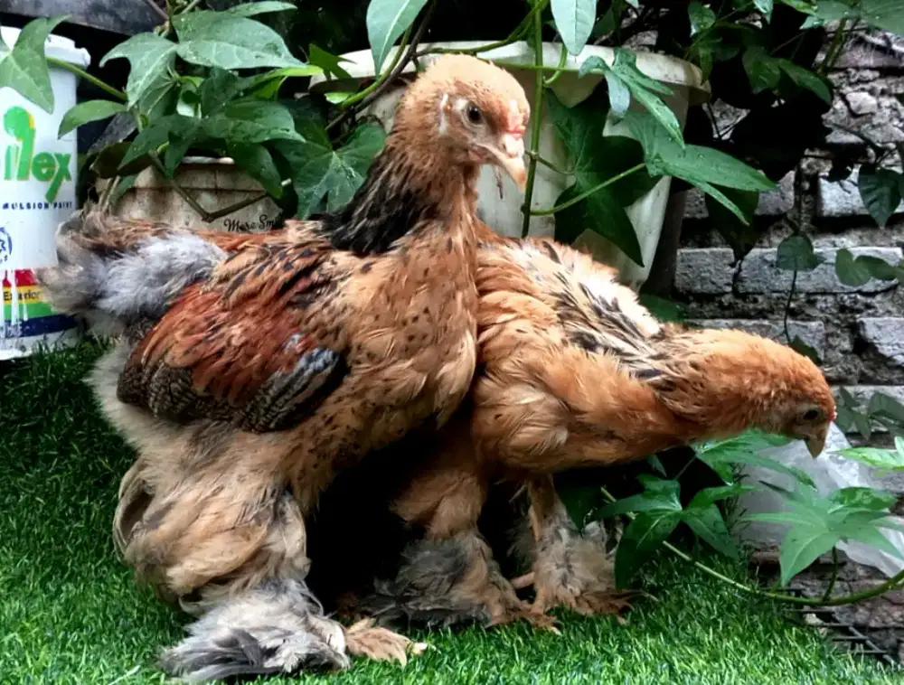 ANAKAN AYAM BRAHMA
