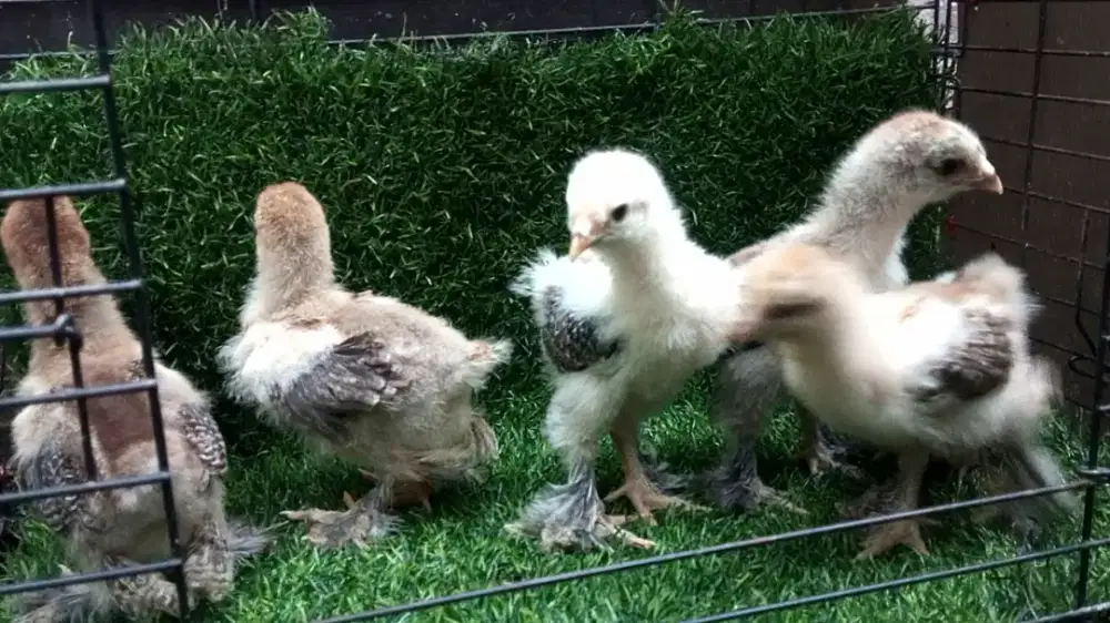 Anakan Ayam Brahma