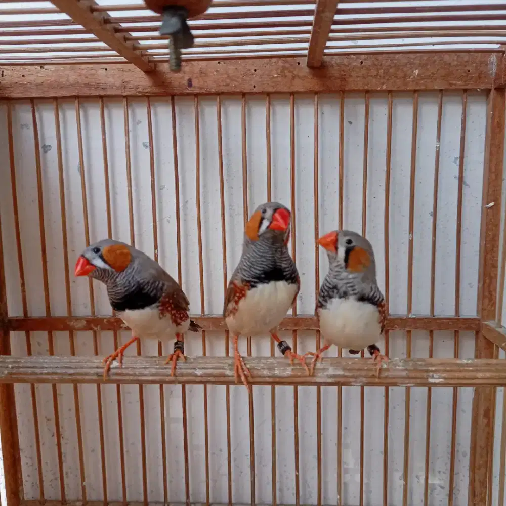 Zebra finch medium jantan