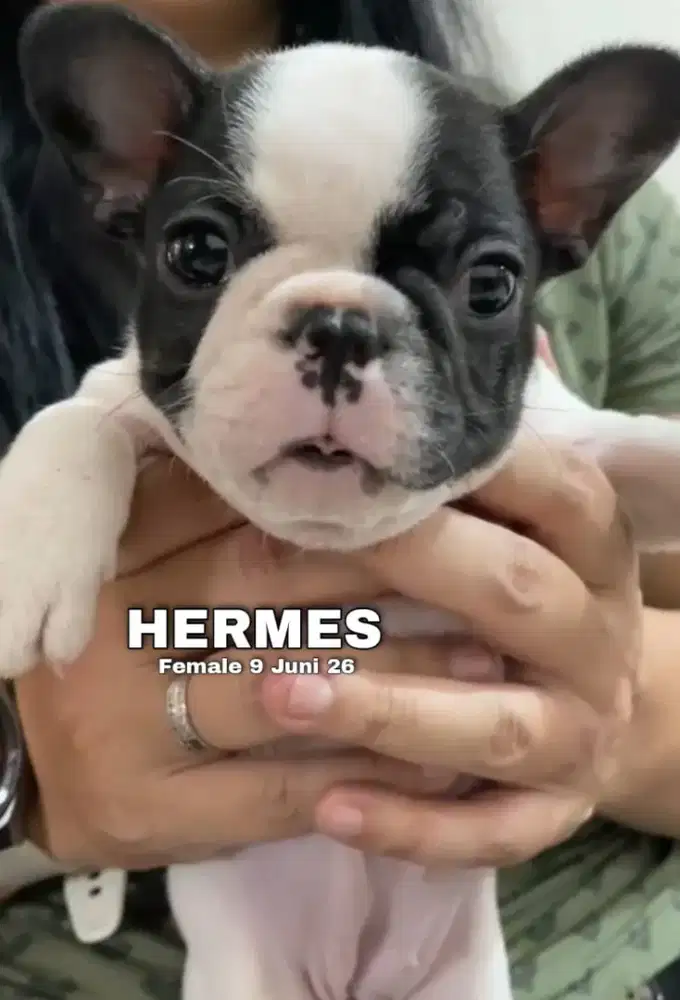 French bulldog pied hitam betina •HERMES•