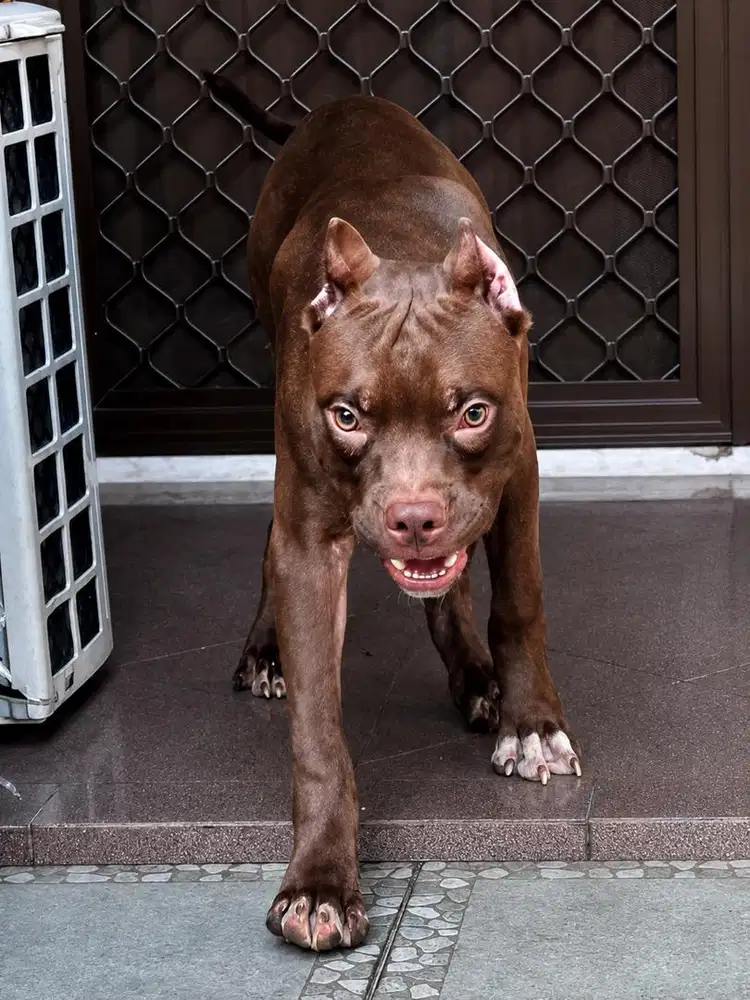 Giant pitbull semi adopt