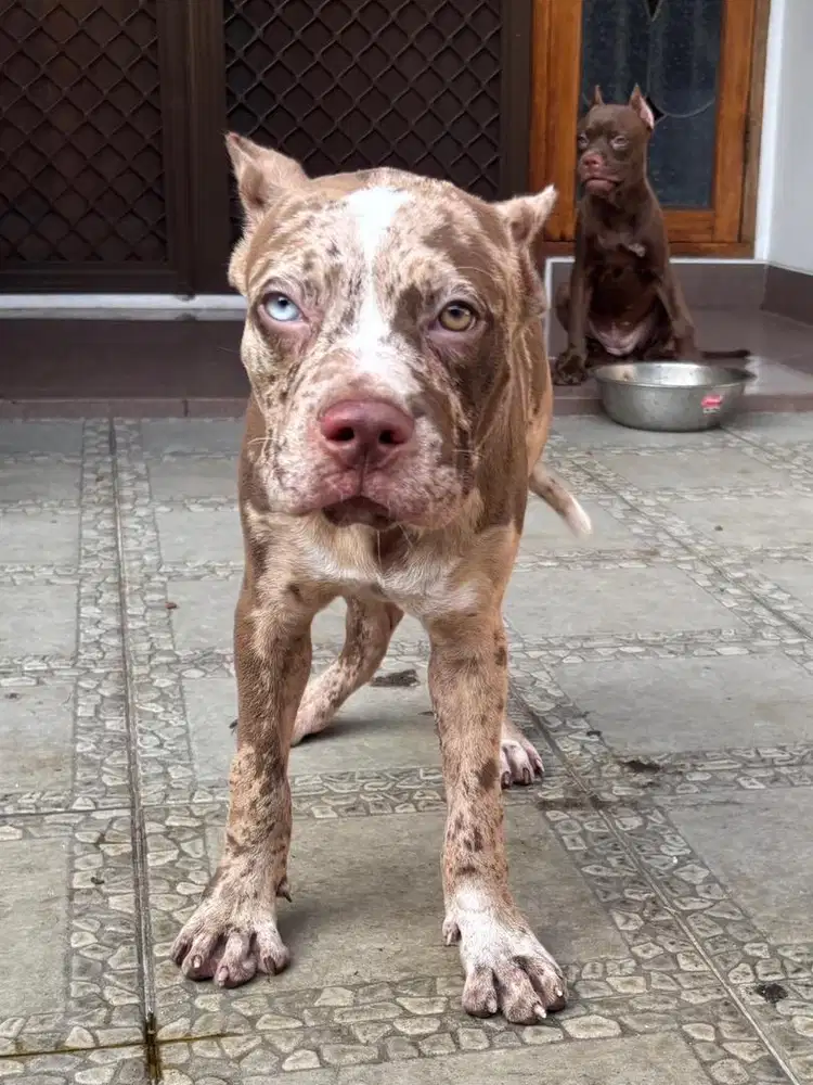 Giant pitbull semi adopt
