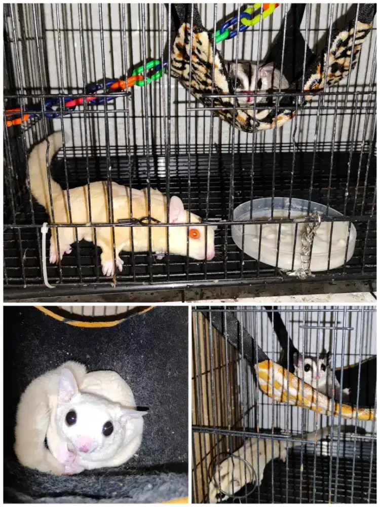 Sugar glider fullset