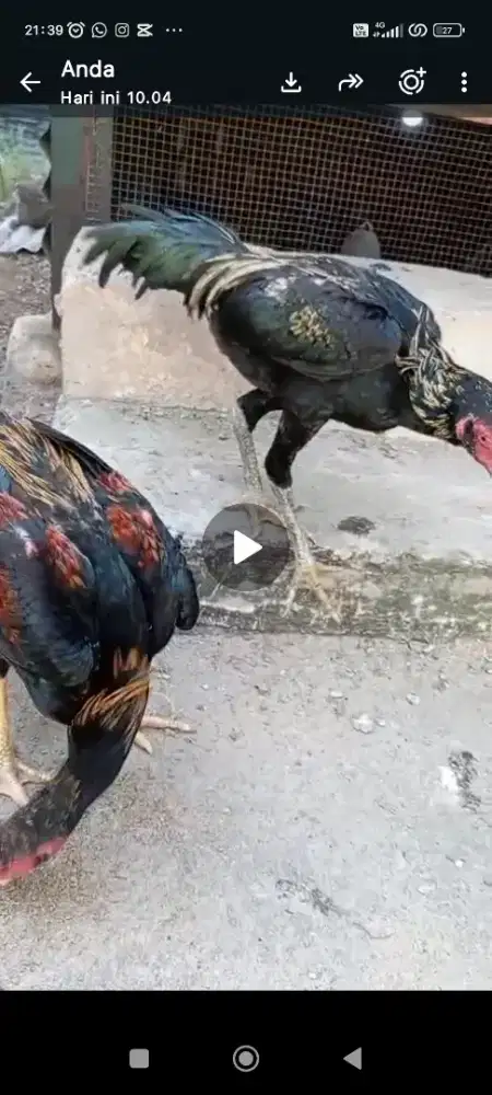 Ayam BK clasic tulang kasar