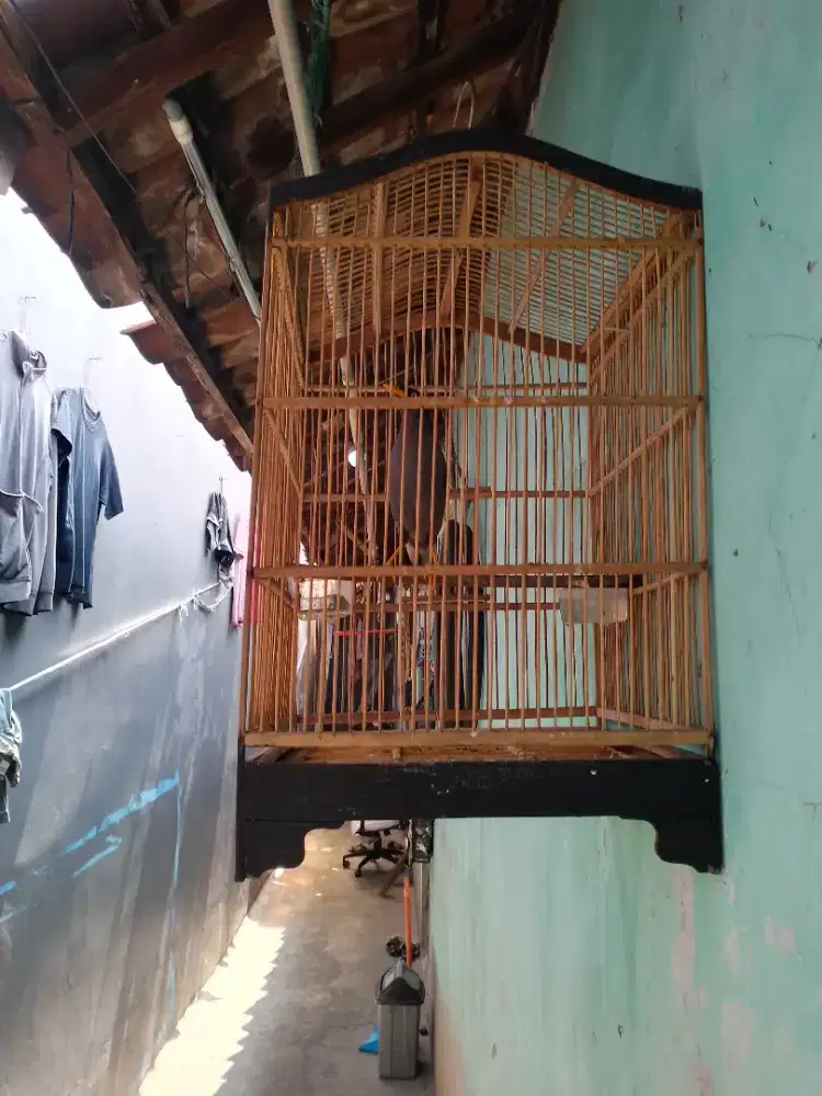Dijual burung jalak kebo gacor fuset