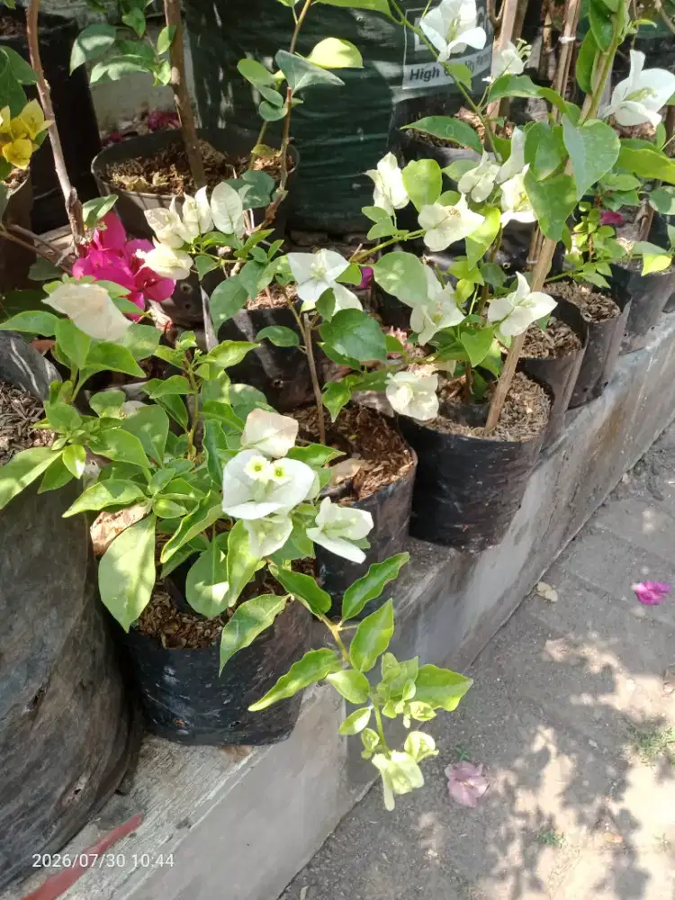 Bunga Bugenvil Warna putih Tissue, Subur, Tanaman Hias dll