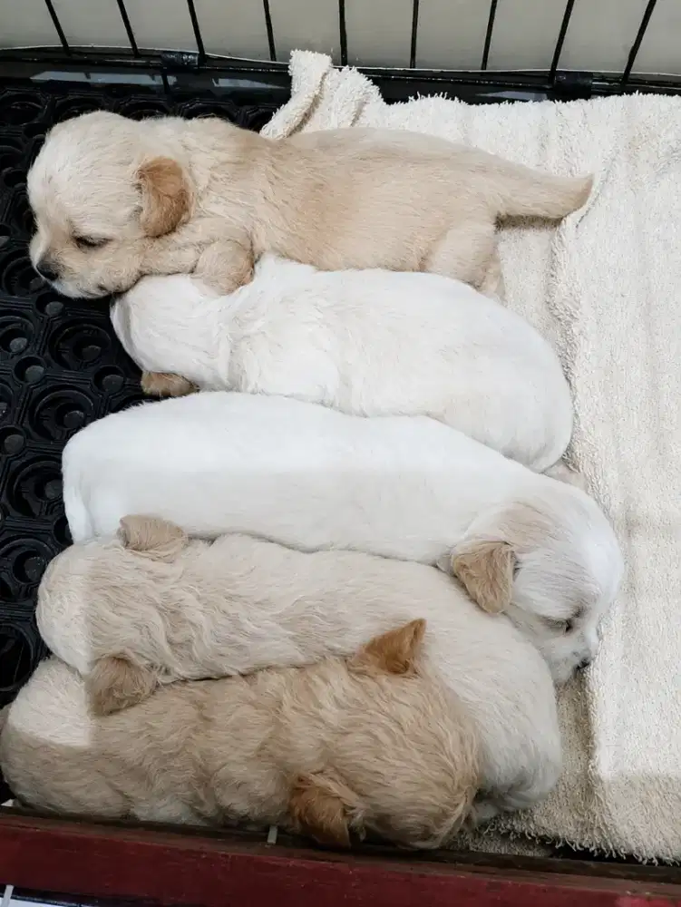 Anakan maltipoo