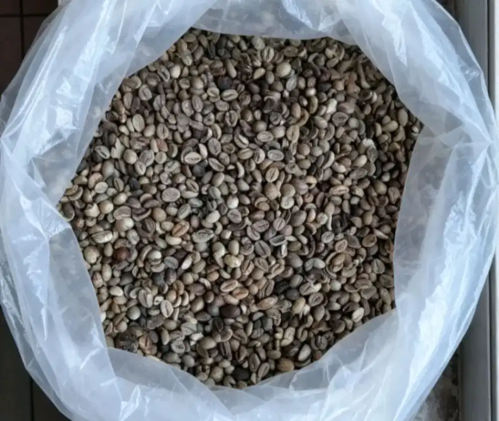 Kopi Lampung asli kualitas export,kopi robusta pilihan yg bagus