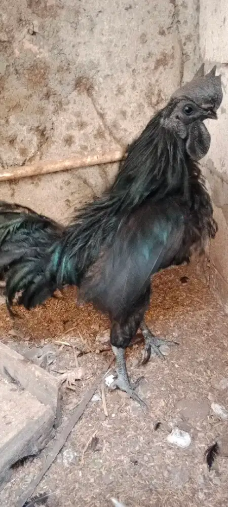 Sepasang Ayam Cemani Dewasa