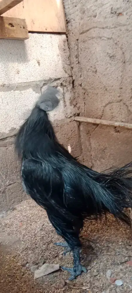 Sepasang Ayam Cemani Rajek Wesi