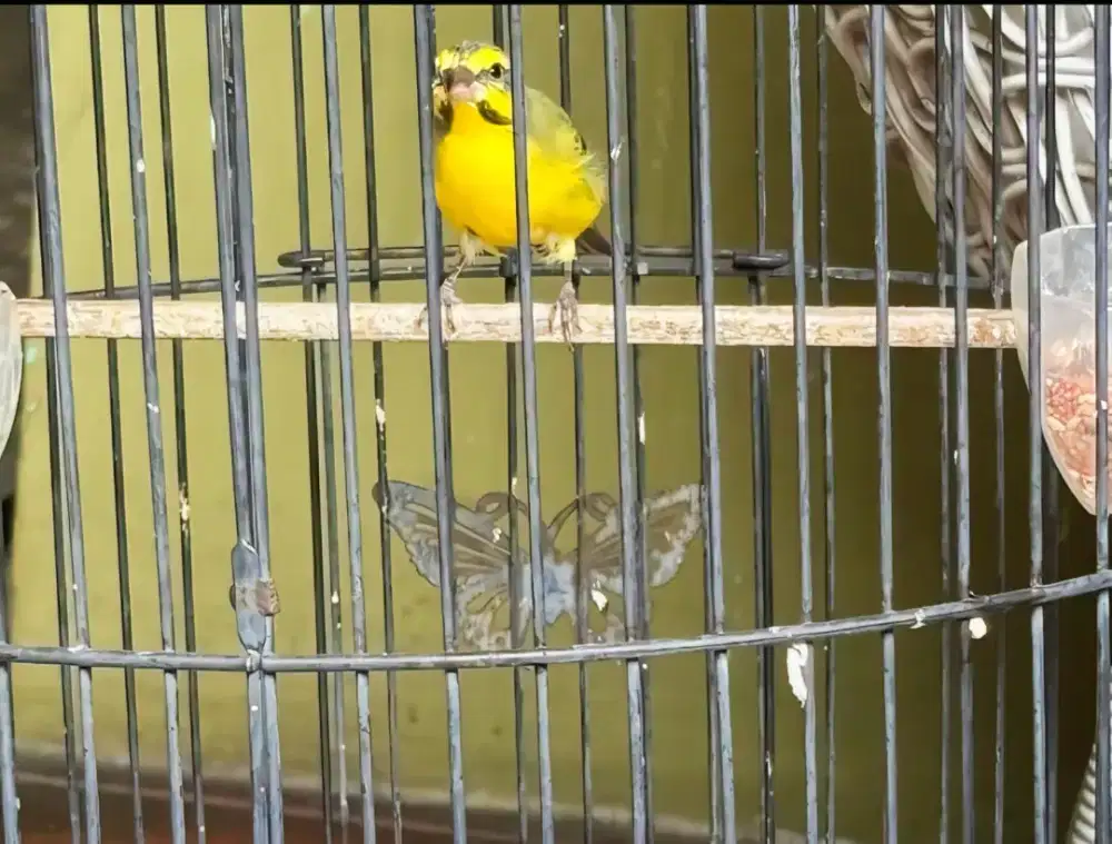 BURUNG MOZAMBIK GACOR + KANDANG