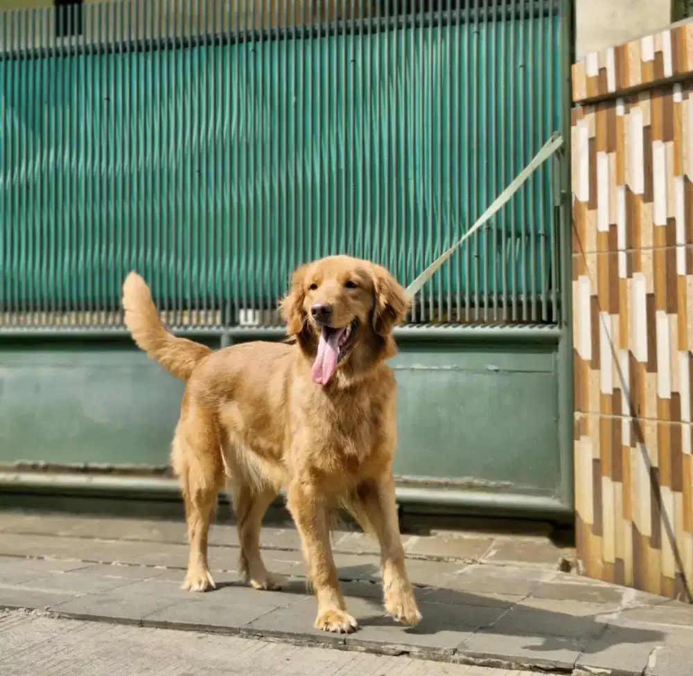Golden Retriever Betina Stambum