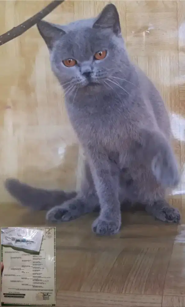 BSH BRITISH SHORTHAIR SF SCOTTISH FOLD MUNCHKIN RAGDOLL PEAKNOSE MC
