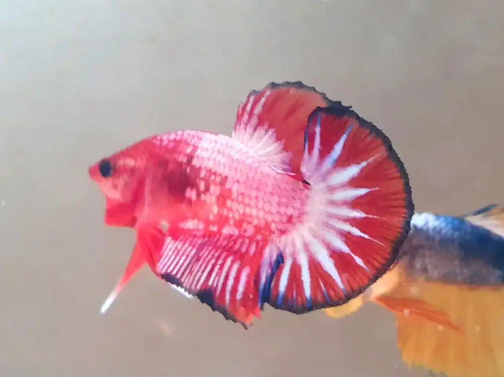 Cupang Hmpk Fancy ws Orange