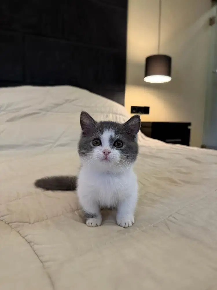 Kucing Munchkin British Shorthair Bicolor Blue MALE BSH SF