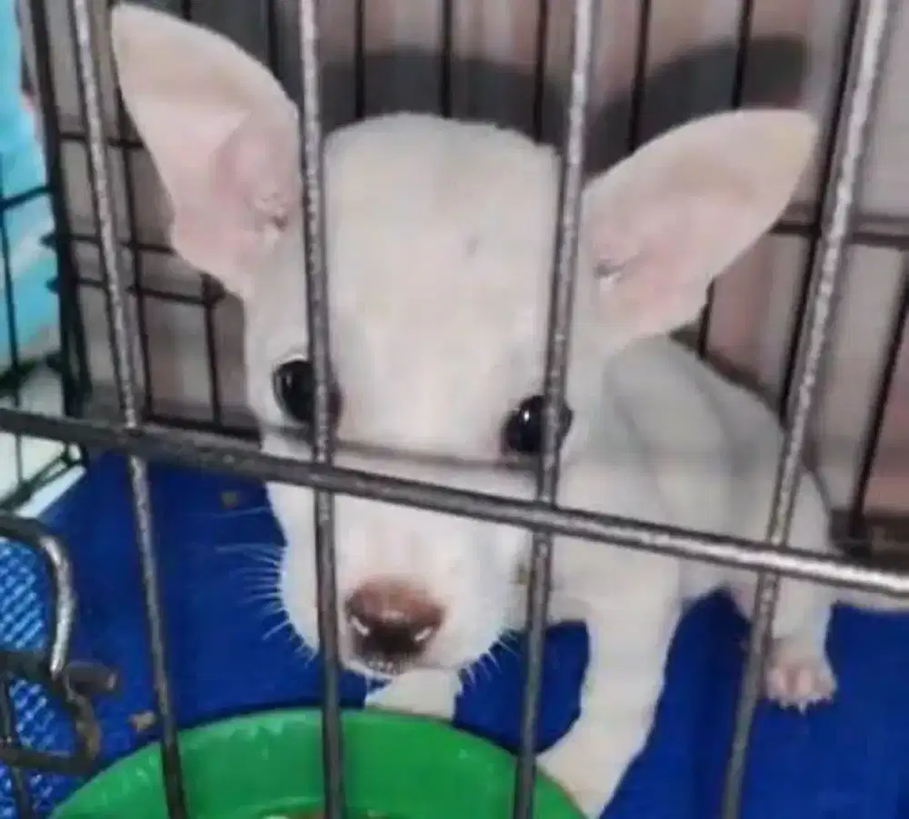 Anak Anjing Lucu